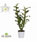 Dendr.