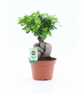 Ficus