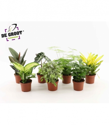Indoor