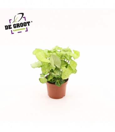 Syngonium
