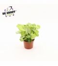Syngonium