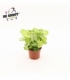 Syngonium
