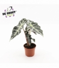 Alocasia