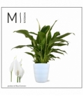 Spathiphyllum