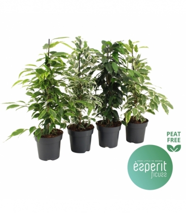 Ficus