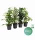 Ficus