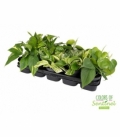 Scindapsus