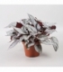 Begonia