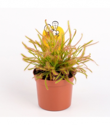 Drosera