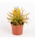 Drosera