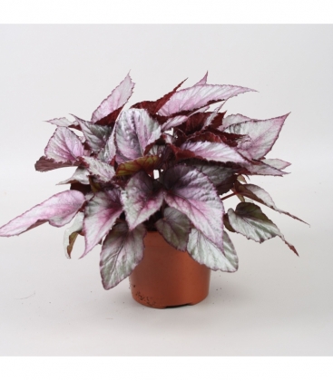 Begonia