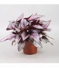 Begonia