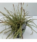 Carex