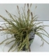Carex
