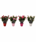 Mandevilla