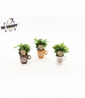 Coffea