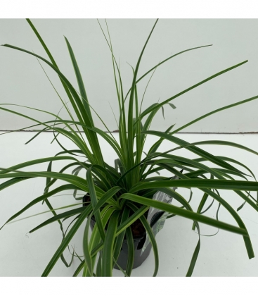 Carex