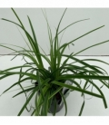 Carex