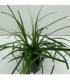 Carex