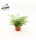 Asplenium
