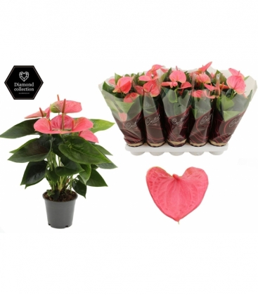 Anthurium