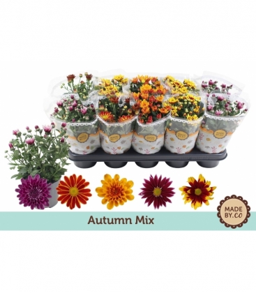 Chrysanthemum