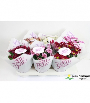 Chrysanthemum