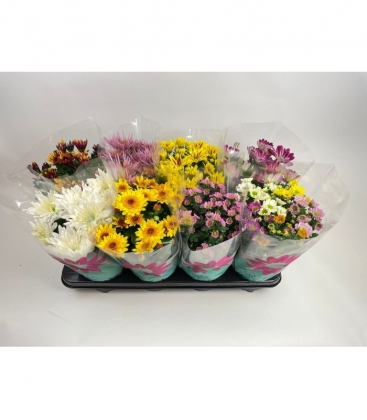 Chrysanthemum