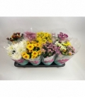 Chrysanthemum