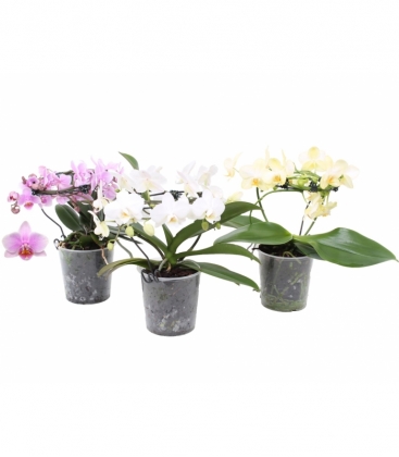 Phalaenopsis