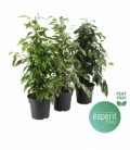 Ficus