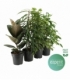 Ficus
