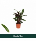 Calathea