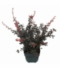 Berberis