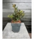 Ilex