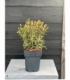 Osmanthus