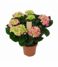 Hydrangea