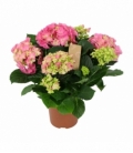 Hydrangea