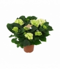 Hydrangea