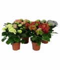 Hydrangea