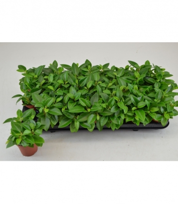 Peperomia