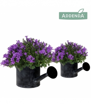 Campanula