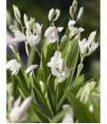 Bletilla