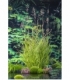 Phragmites