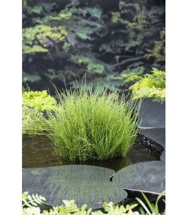 Equisetum
