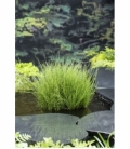 Equisetum