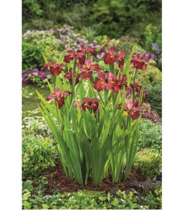 Iris