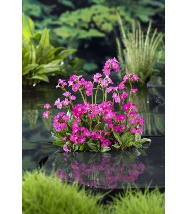 Primula
