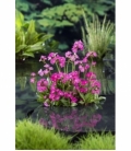 Primula
