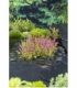 Rotala